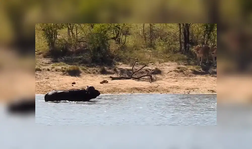 YouTube: Lo increíble sucede cuando un bufalo fue acorralado por feroces leones y cocodrilos [VIDEO]