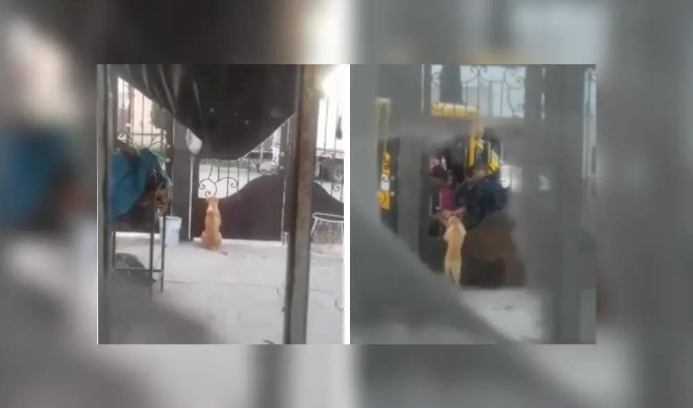 Desliza las imágenes hacia la izquierda para conocer la triste de un perro que espera paciente a los niños. Foto: Captura.