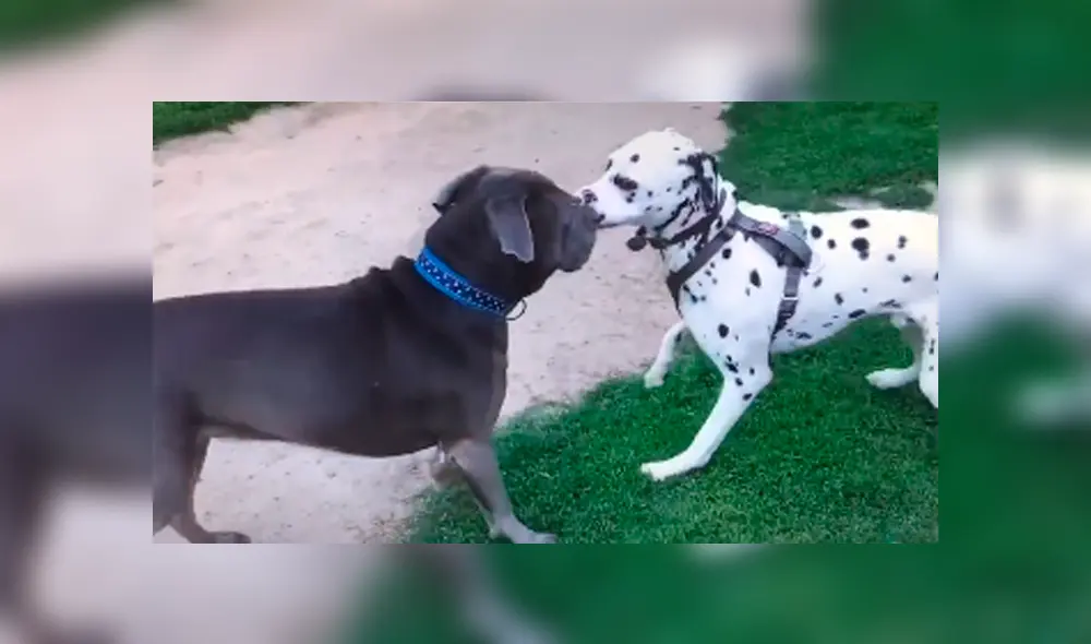 Desliza para ver las imágenes de TikTok. Foto: captura Desliza para ver las imágenes de TikTok. Foto: captura