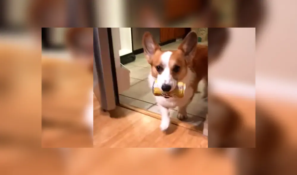 En Facebook, un perro asombró con su destreza al obedecer las indicaciones de su dueña para entregar una lata de agua. En Facebook, un perro asombró con su destreza al obedecer las indicaciones de su dueña para entregar una lata de agua.