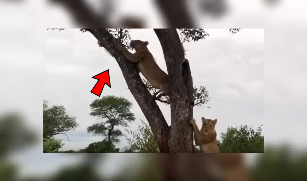 Los leones no son conocidos por su capacidad de trepar, sin embargo, harían cosas inesperadas cuando tienen hambre. Foto: capture the wild Los leones no son conocidos por su capacidad de trepar, sin embargo, harían cosas inesperadas cuando tienen hambre. Foto: capture the wild