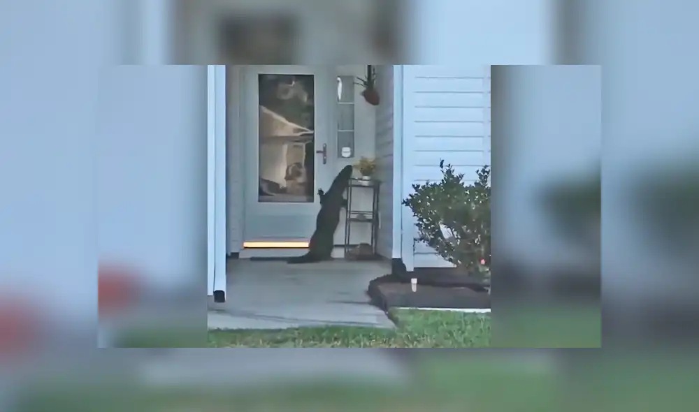 Facebook viral: llega a su casa y encuentra a misteriosa criatura tocando su puerta [VIDEO]