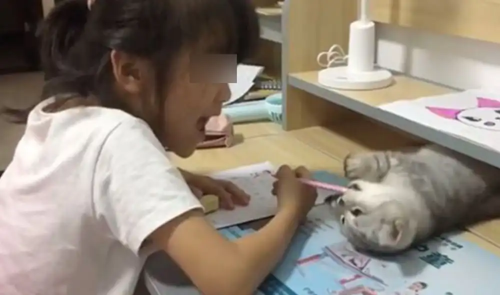 Desliza las imágenes para ver más sobre esta traviesa gatita que hizo de todo para que jueguen con ella. Foto: captura de YouTube