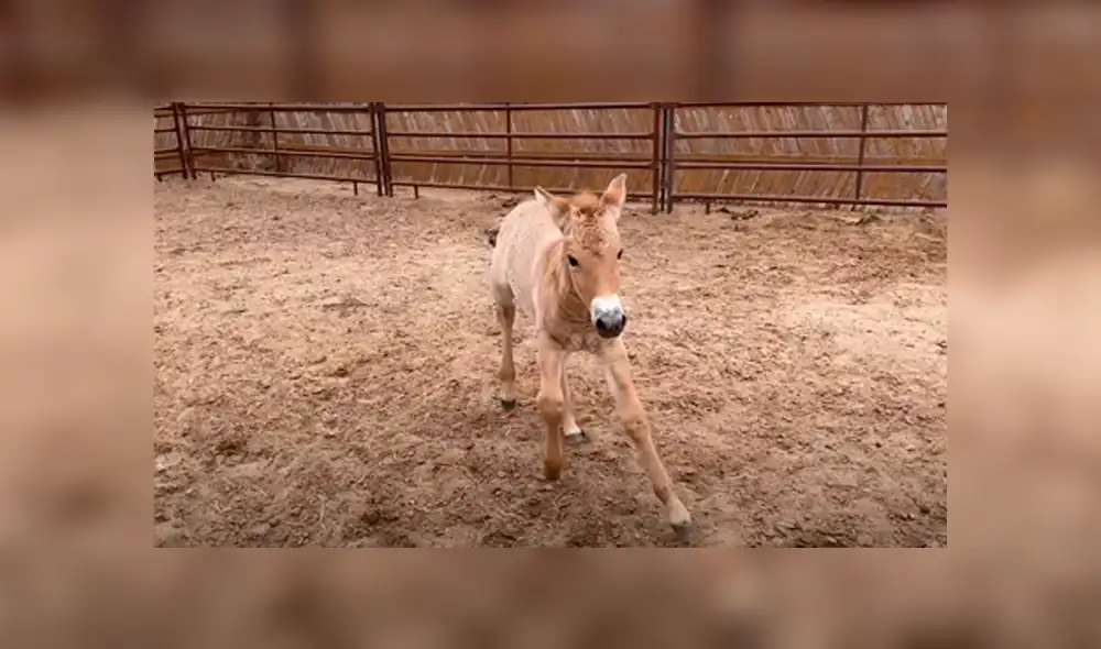 Esta especie se encuentra en peligro de extinción, con solo 2.000 ejemplares en todo el mundo. Foto: Captura / Revive & Restore