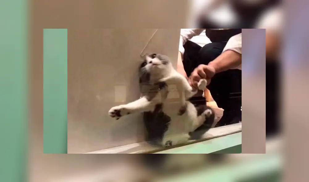 Facebook: Gato se vuelve viral por quedarse atrapado en vitrina de un local [FOTOS]