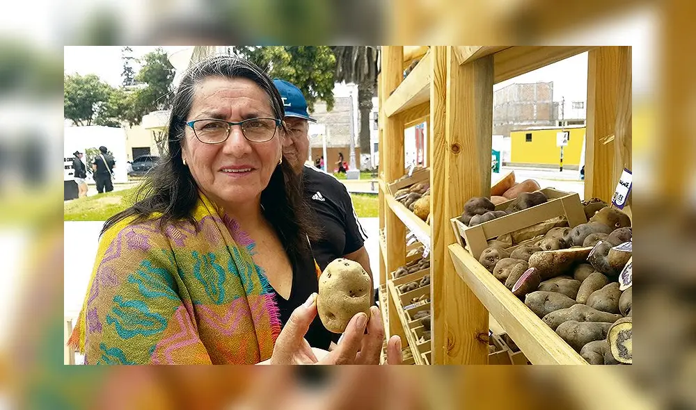 Origen. Presentan muestra de más de 200 variedades de papa. Origen. Presentan muestra de más de 200 variedades de papa.