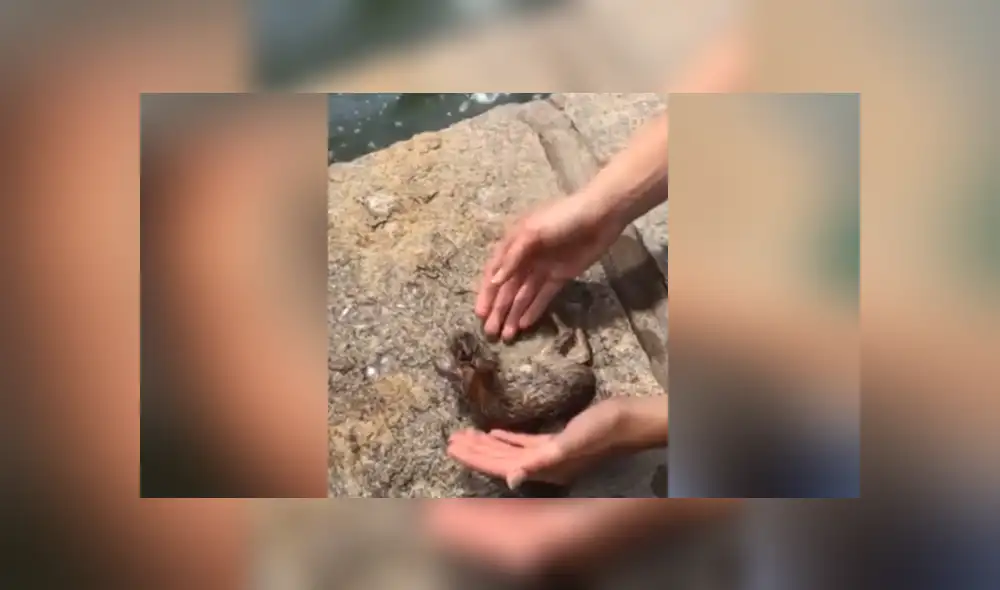 A través de YouTube se hizo viral el momento en que una mujer le salva la vida a una liebre. A través de YouTube se hizo viral el momento en que una mujer le salva la vida a una liebre.