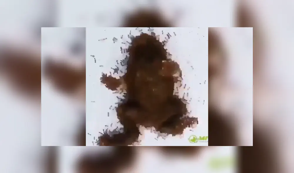 La rana empezó a tornar su aspecto en una extraña forma. Foto captura.
