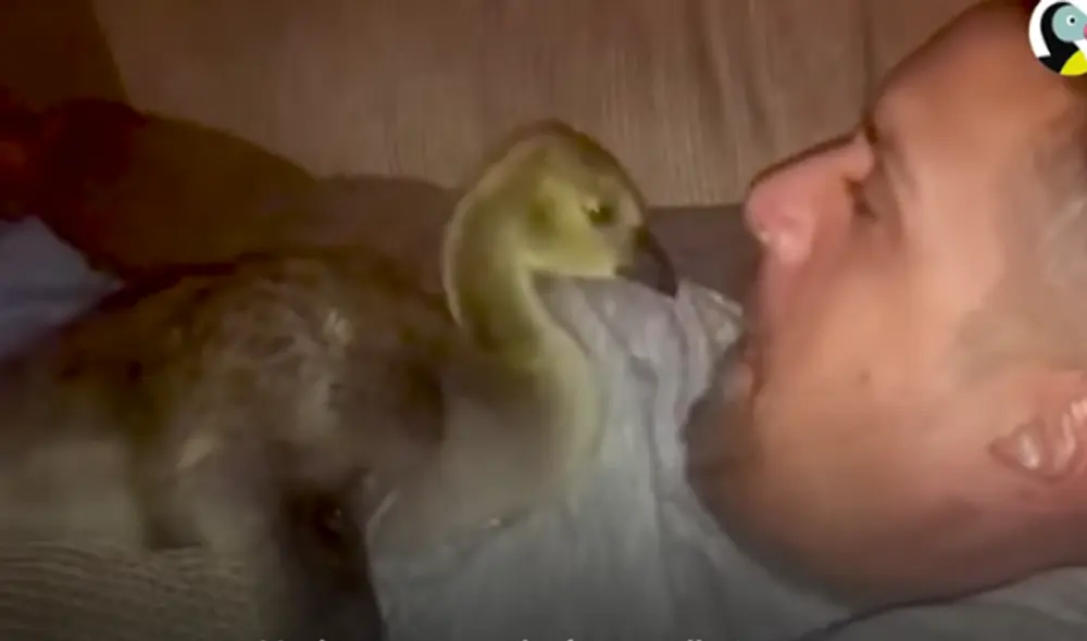 Desliza hacia la izquierda para ver las imágenes del video viral. Foto: captura de YouTube.
