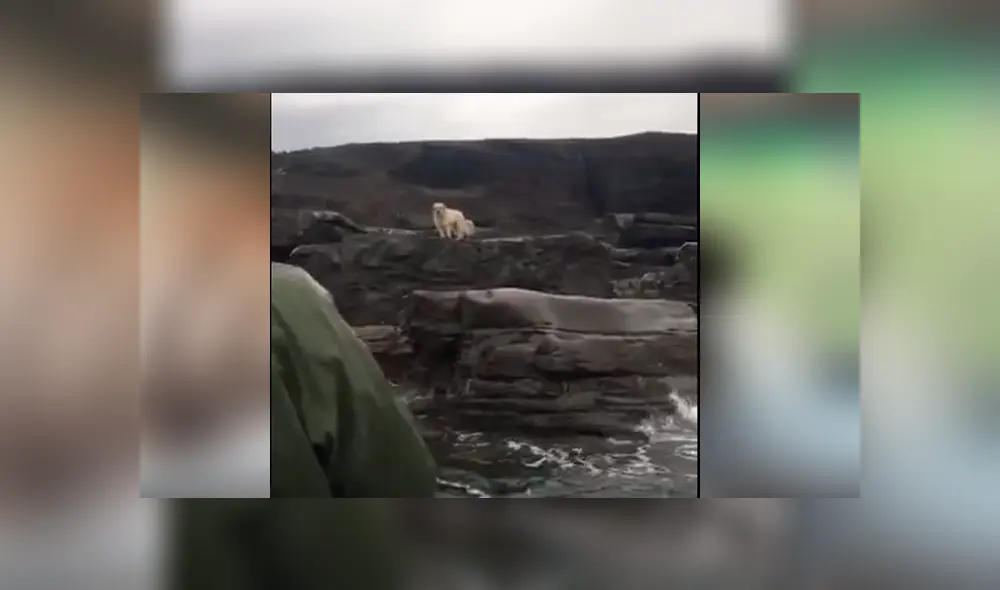 Un grupo de hombres detuvieron su pesca para rescatar a criatura.