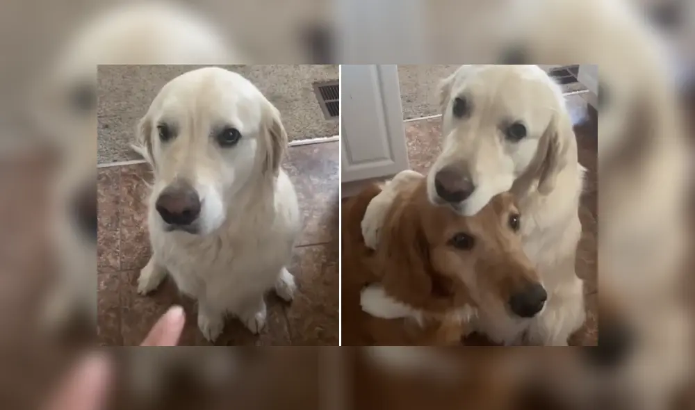 Desliza las imágenes para ver más detalles sobre esta amorosa escena entre dos 'mejores amigos'. (Foto: captura) Desliza las imágenes para ver más detalles sobre esta amorosa escena entre dos 'mejores amigos'. (Foto: captura)