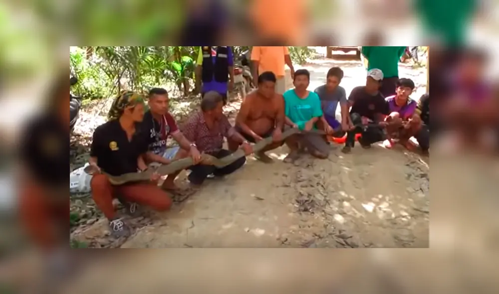 Es viral en YouTube. Enormes serpientes necesitaron la ayuda a de varias personas para ser liberadas tras quedar atascadas en una red de granjero durante un proceso de apareamiento