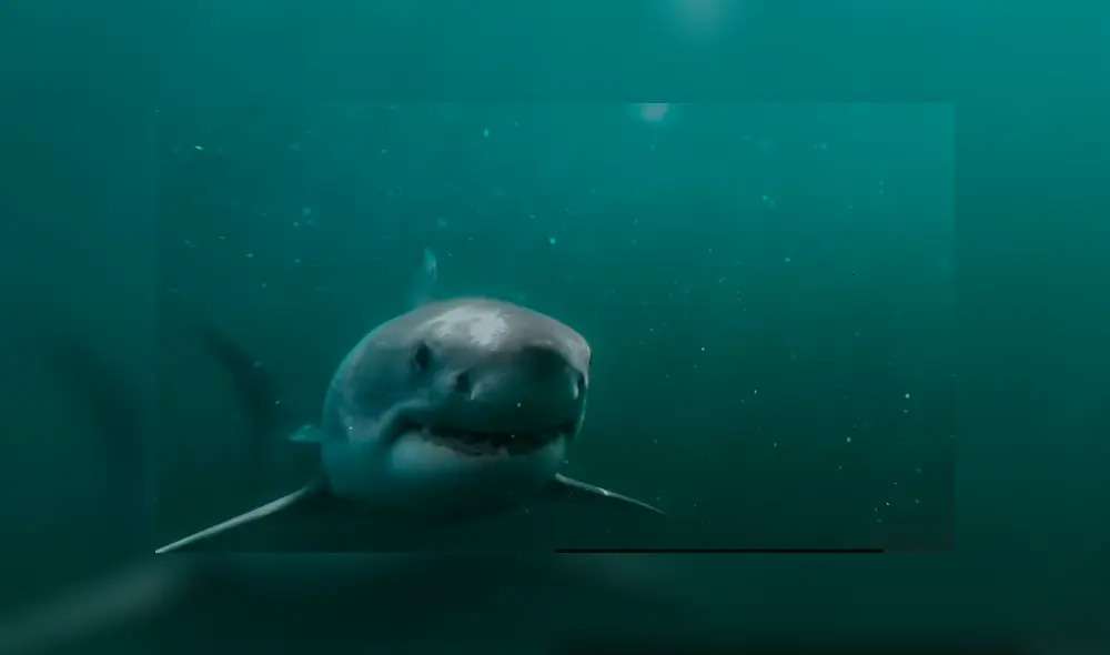 Las imágenes del impactante encuentro captado desde un dron sorprendieron a miles de internautas