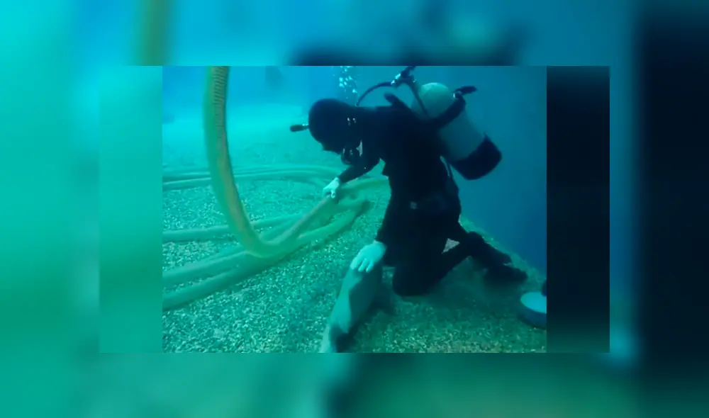 Desliza las imágenes hacia la izquierda para conocer el tierno gesto de un buzo con un pez dentro de un acuario. Foto: Captura.