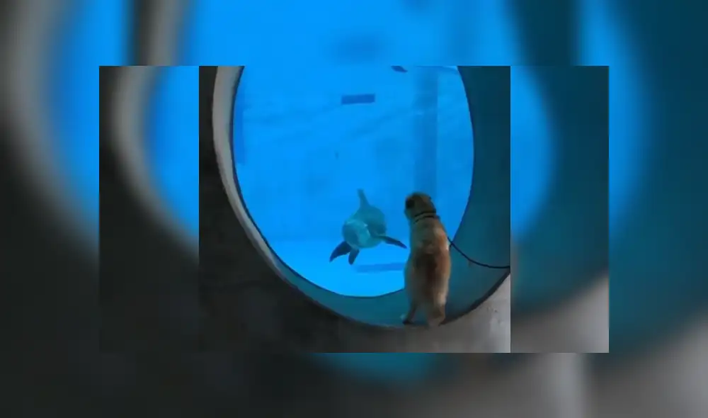 Desliza hacia la izquierda para ver más imágenes de este conmovedor encuentro entre un perro y un delfín. (Foto: captura / YouTube) Desliza hacia la izquierda para ver más imágenes de este conmovedor encuentro entre un perro y un delfín. (Foto: captura / YouTube)