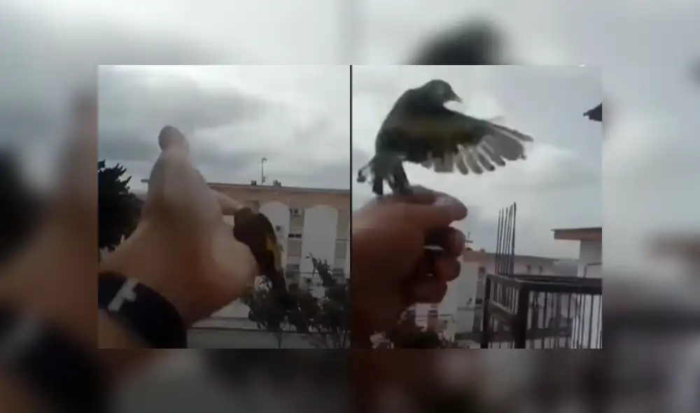 Desliza hacia la izquierda para ver más fotos de la emotiva liberación de las aves. (Foto: captura)