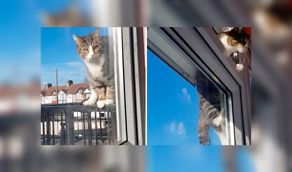 Desliza las imágenes para observar la travesura de un gato tras aprovechar la ausencia de su dueña. Desliza las imágenes para observar la travesura de un gato tras aprovechar la ausencia de su dueña.