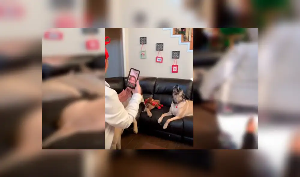 Video es viral en YouTube. Los perros protagonizaron una emotiva escena, luego de que su dueña los reuniera para sorprender a su madre a través de una videollamada Video es viral en YouTube. Los perros protagonizaron una emotiva escena, luego de que su dueña los reuniera para sorprender a su madre a través de una videollamada