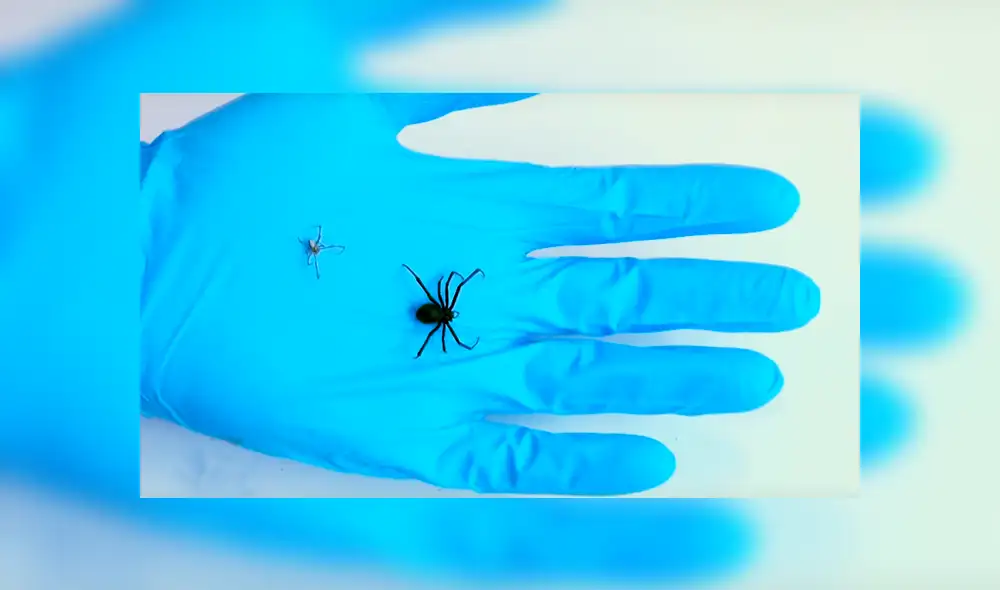 YouTube: Parten a una viuda negra a la mitad y en su interior encuentran algo espeluznante [VIDEO] 