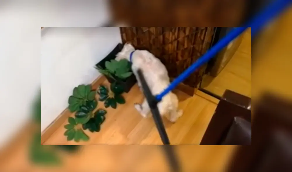 Desliza a la izquierda para conocer el nuevo viral de YouTube. Foto: Captura. Desliza a la izquierda para conocer el nuevo viral de YouTube. Foto: Captura.