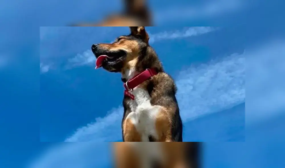 La perrita ahora vive en California. (Fuente: Instagram)