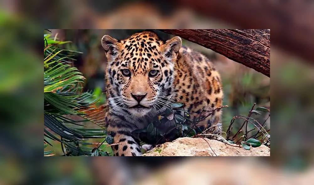 El animal no será castigado, pues se asegura que actuó por instinto. Fuente: foto referencial. El animal no será castigado, pues se asegura que actuó por instinto. Fuente: foto referencial.