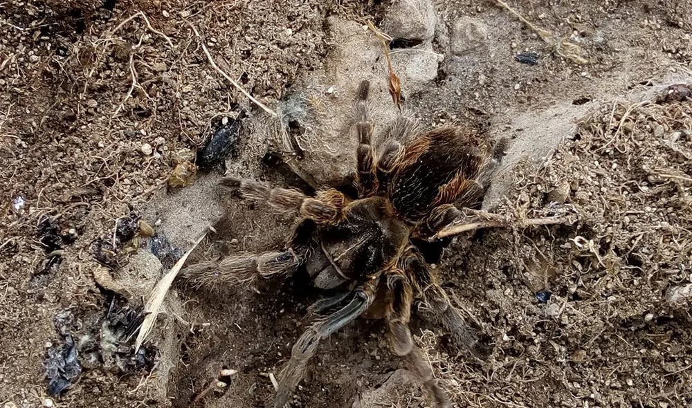 Descubrimiento fue realizado en las faldas del volcán Pichu Pichu. Foto: Oscar Quispe-Colca