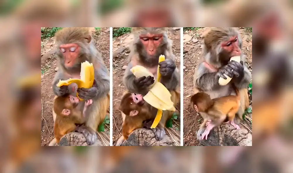 Desliza las imágenes hacia la izquierda para conocer la terrible acción de una mona al ignorar a su bebé. Foto: Clarín. Desliza las imágenes hacia la izquierda para conocer la terrible acción de una mona al ignorar a su bebé. Foto: Clarín.