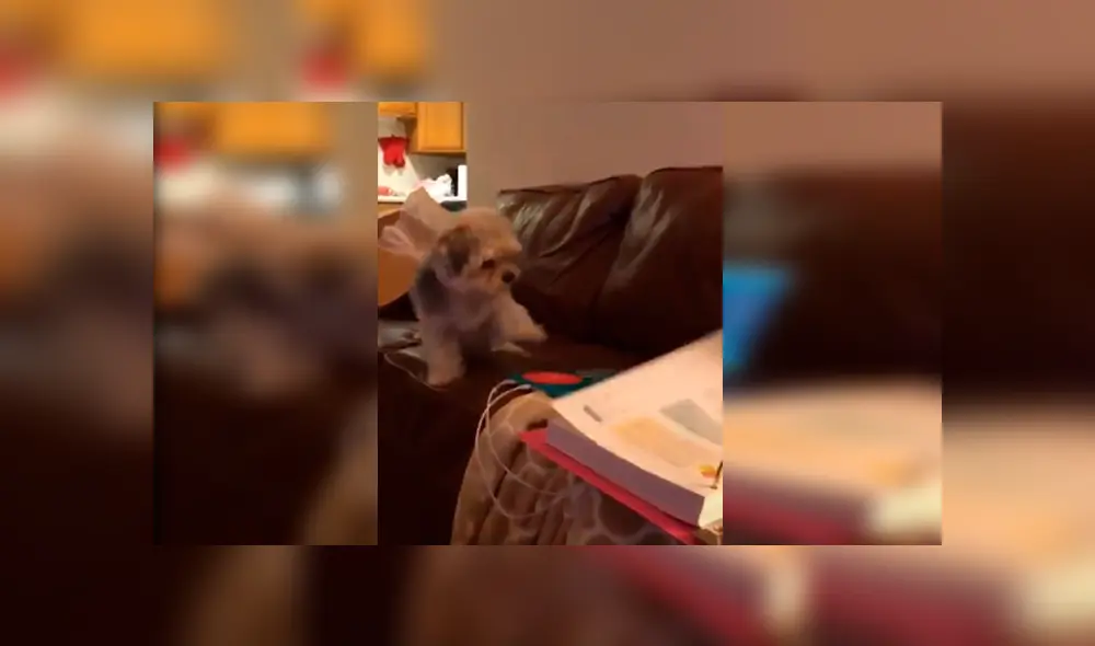 Desliza las imágenes para apreciar el furioso comportamiento de un perro al percatarse que su dueña lo estaba ignorando. Desliza las imágenes para apreciar el furioso comportamiento de un perro al percatarse que su dueña lo estaba ignorando.