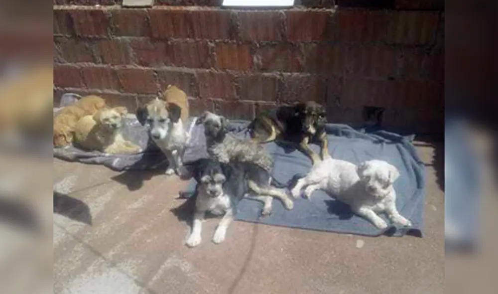 Pese a su gran labor, Felicia Quispe sabe que no puede recoger a todos los perros que quisiera. Pese a su gran labor, Felicia Quispe sabe que no puede recoger a todos los perros que quisiera.