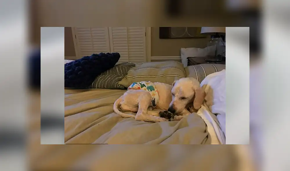 Facebook viral: mujer rompe en llanto al ver cómo dormía perro que rescató de una granja [VIDEO]