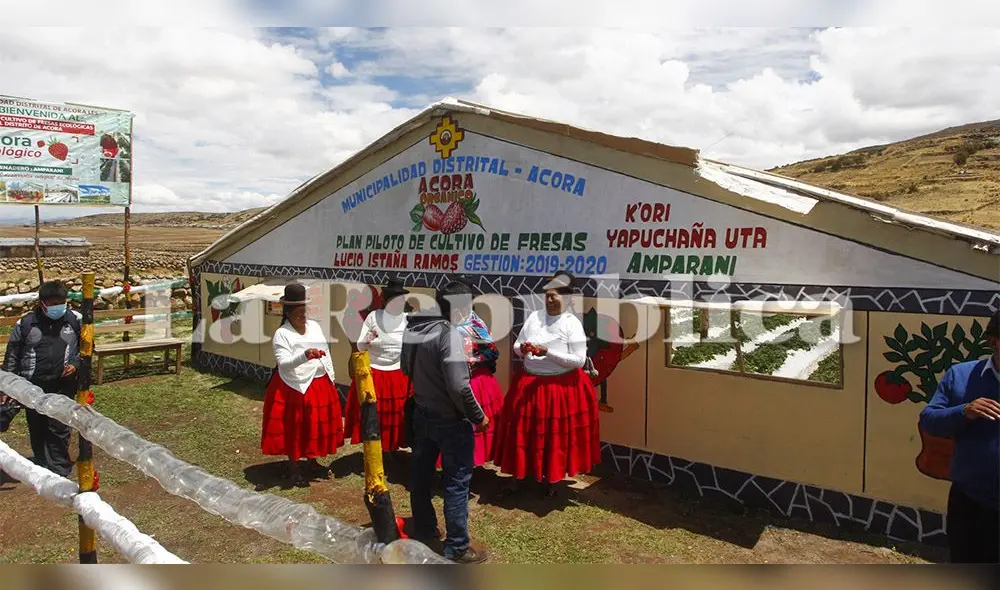 Producción se da en Amparari, centro poblado ubicado sobre los 4.000 m.s.n.m. en la zona alta de distrito de Acora.