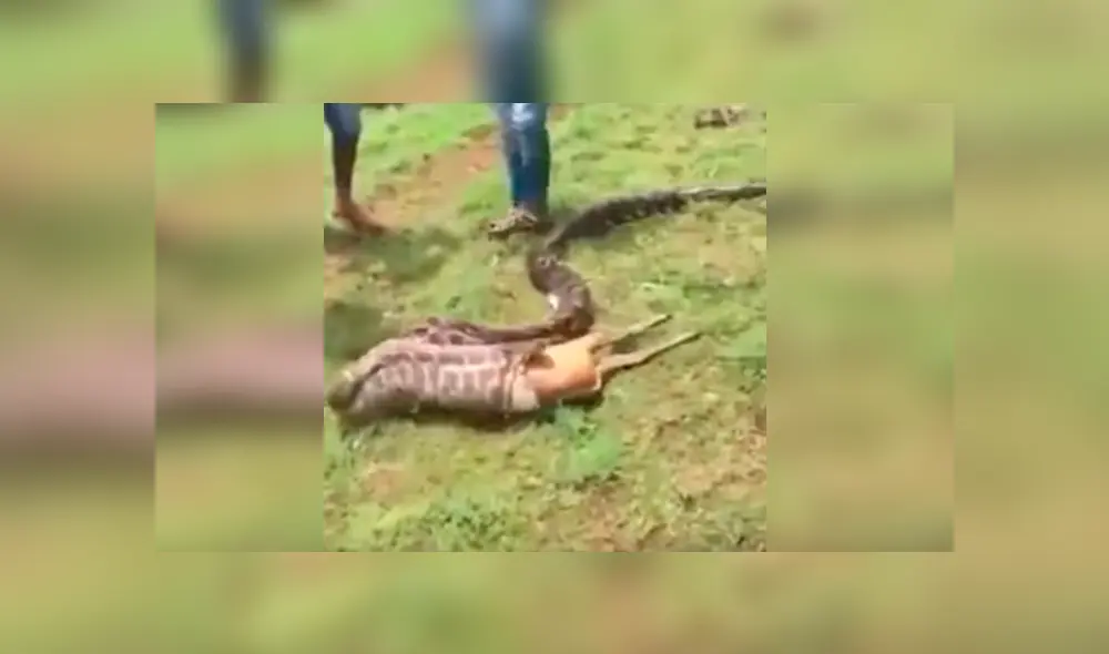 Miles en YouTube quedaron impresionados, luego de ver este viral protagonizado por una hambrienta serpiente; sin embargo, el video oculta un secreto que pocos notaron. Foto: Captura. Miles en YouTube quedaron impresionados, luego de ver este viral protagonizado por una hambrienta serpiente; sin embargo, el video oculta un secreto que pocos notaron. Foto: Captura.