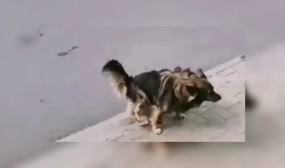 Video es viral en TikTok. Hombre tuvo un tierno gesto con un perro que encontró en la calle, sin imaginar la desagradable respuesta que obtendría por parte de este.
