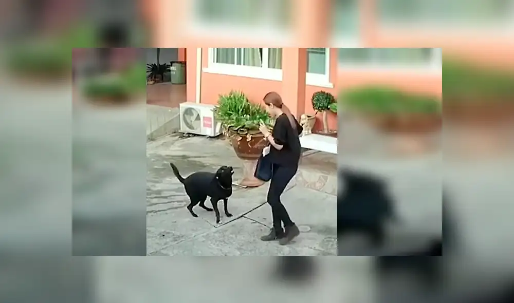 El gracioso episodio quedó registrado por cámaras de seguridad instaladas en la casa de la dueña del can. Video es viral en YouTube.