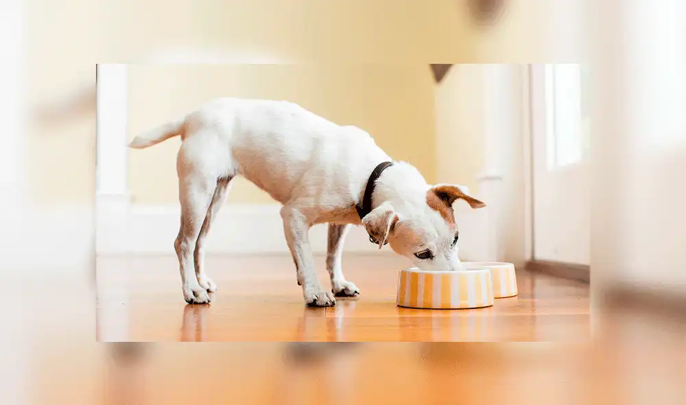 Relacionan a 16 marcas de alimentos para perros con enfermedad cardíaca. Foto: Difusión. Relacionan a 16 marcas de alimentos para perros con enfermedad cardíaca. Foto: Difusión.