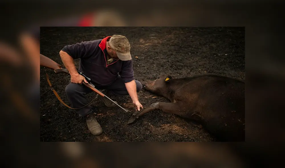 Granjero sacrifica a 20 vacas heridas durante incendio forestal [VIDEO]