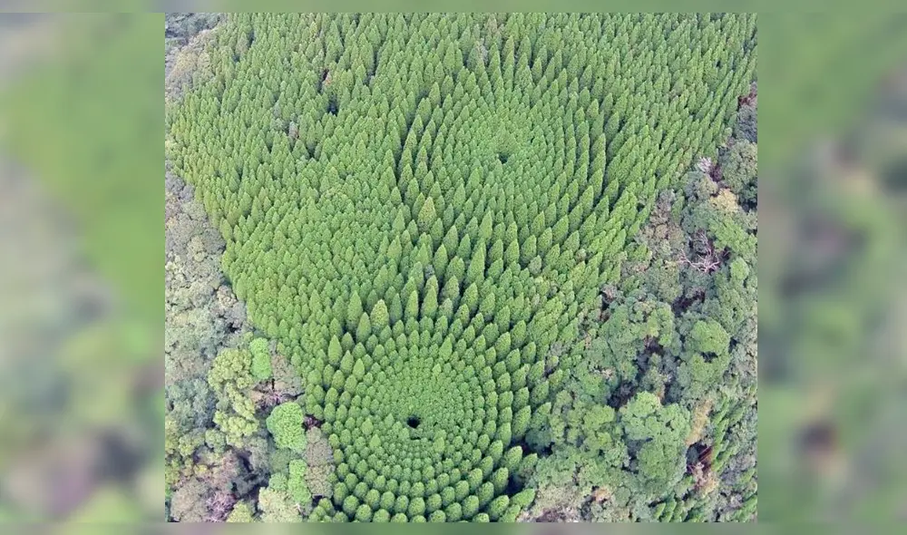 Google Maps: descubren el origen de los perfectos círculos de cultivos en Japón [FOTOS]