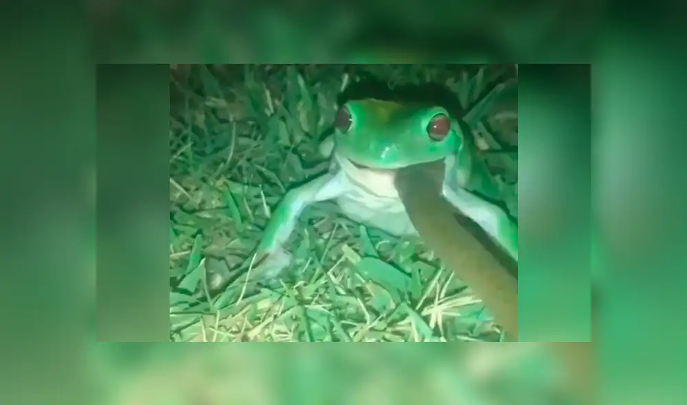 A través de Facebook, un joven compartió un video viral del brutal enfrentamiento de un sapo contra una serpiente.