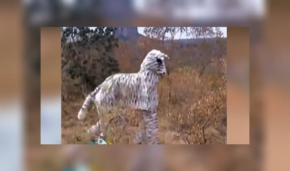 Facebook: arriesgados hombre se visten de cebra para asustar a los animales en África y ocurre lo peor [VIDEO]