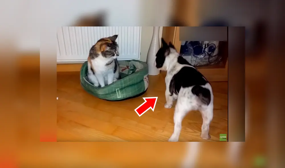 Un hombre grabó en un video viral de Facebook el instante en que su cachorro peleó con un gato que se había apoderado de su cama, sin sospechar el inesperado final. Un hombre grabó en un video viral de Facebook el instante en que su cachorro peleó con un gato que se había apoderado de su cama, sin sospechar el inesperado final.