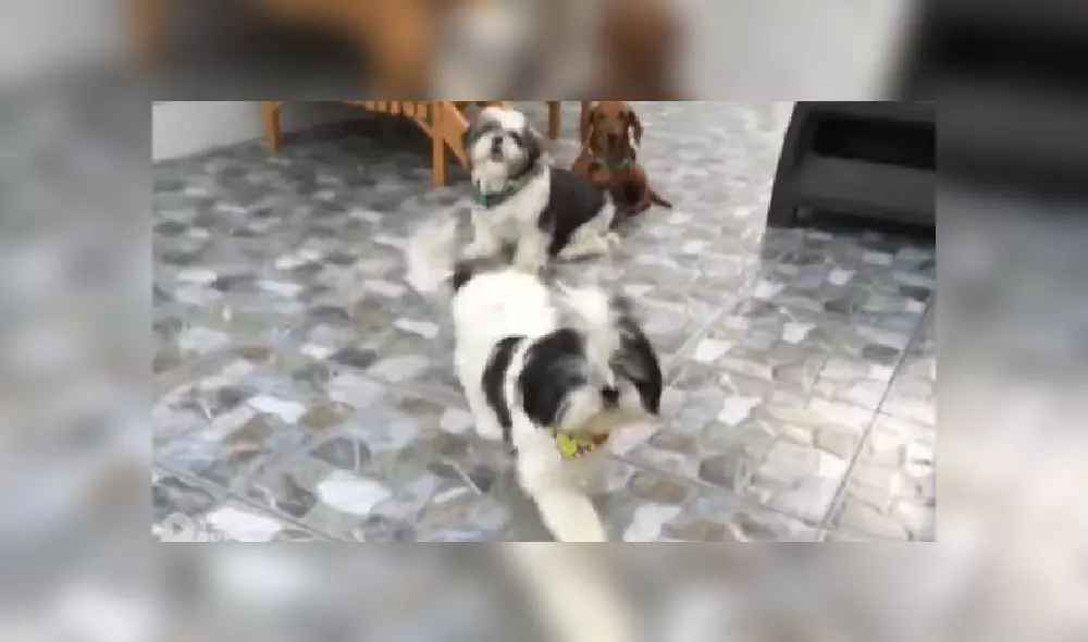 Desliza a la izquierda para ver más imágenes de estos obedientes cachorros que son virales en Facebook. Desliza a la izquierda para ver más imágenes de estos obedientes cachorros que son virales en Facebook.