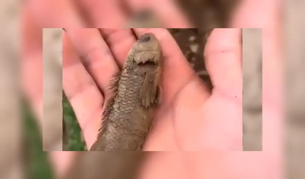 Facebook viral: Poblador encuentra pez 'moribundo' en la tierra, lo agarra y sucede lo impensado [VIDEO]