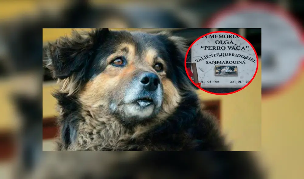 UNMSM inaugura lápida en honor a ‘Perrovaca’ y grosero error genera indignación UNMSM inaugura lápida en honor a ‘Perrovaca’ y grosero error genera indignación