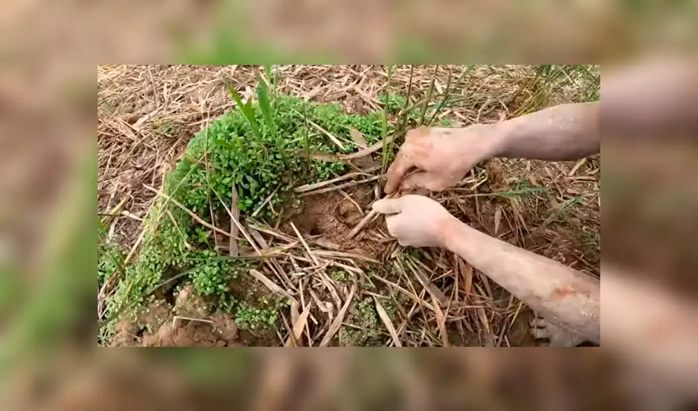 Desliza hacia la izquierda para ver el hallazgo que hizo un joven dentro de un hueco. Video es viral en YouTube. Desliza hacia la izquierda para ver el hallazgo que hizo un joven dentro de un hueco. Video es viral en YouTube.