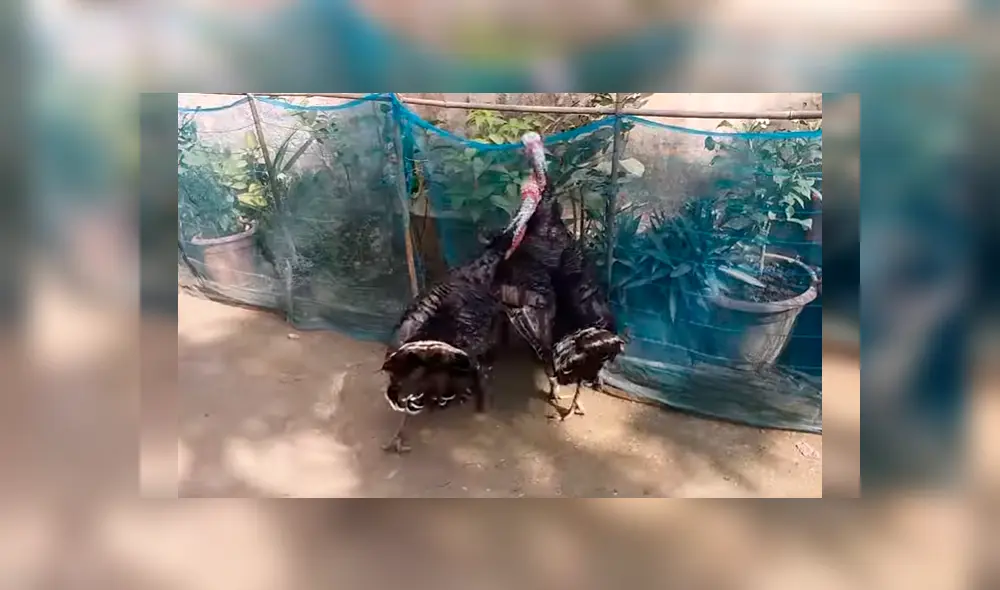 Video es viral en YouTube. Hombre grabó el curioso comportamiento que tuvo su perro cuando vio que dos de sus pavos estaban enfrascados en una feroz pelea