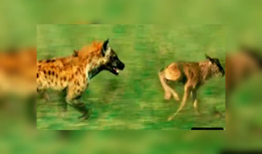 YouTube viral: feroz hiena ataca a cría de 'ñu' y desenlace sorprende al mundo [VIDEO]