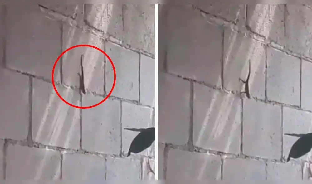 YouTube: Peculiar lagartija hacía ejercicios y video sorprende a todos