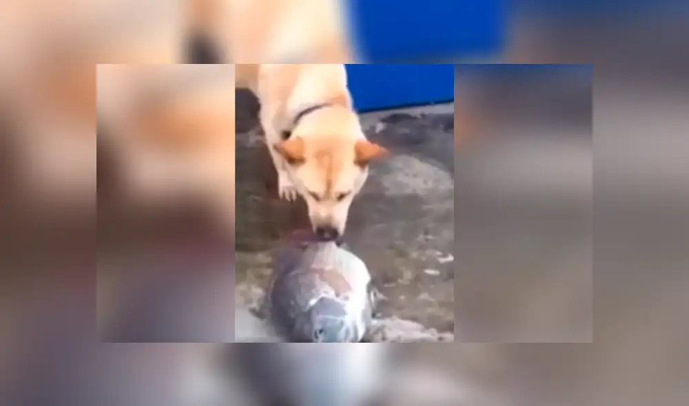 Desliza las imágenes para observa el emotivo gesto de un perro para ayudar a un indefenso pez moribundo. Foto: Captura.