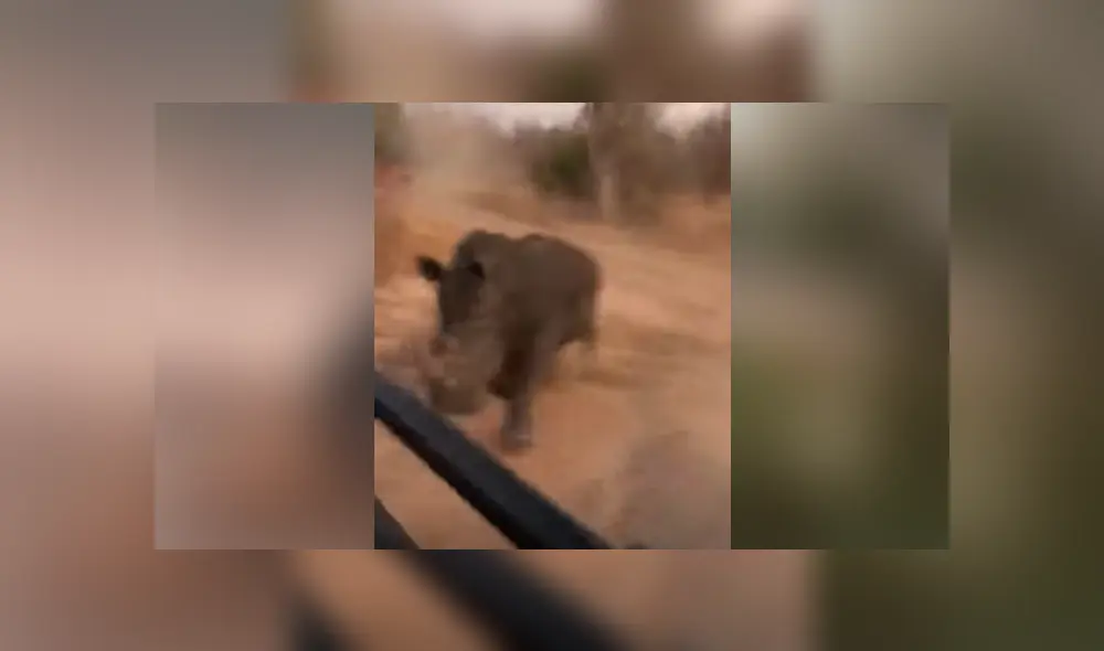 YouTube viral: turistas molestan a enorme rinoceronte en safari y este se venga de la peor forma [VIDEO] 